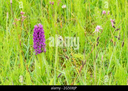 Orchidee wächst wild auf einem Straßenrand Stockfoto
