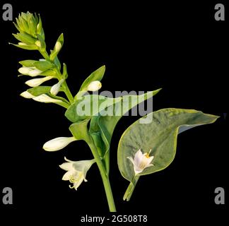 Hosta-Stiel mit Blüten isoliert auf schwarzem Hintergrund. Stockfoto