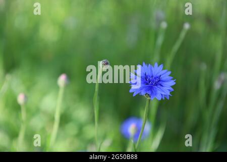 Troisdorf Deutschland Juni 2021 blau blühende Kornblume vor grünem Hintergrund bei Tageslicht Stockfoto