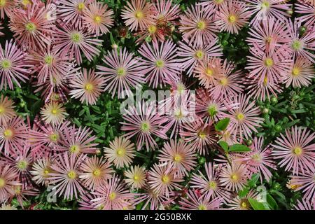 Top-Down der Pink Delosperma Cooperi Plant. Eispflanze auch Hardy Iceplant, Trailing Iceplant oder Pink Carpet genannt. Stockfoto