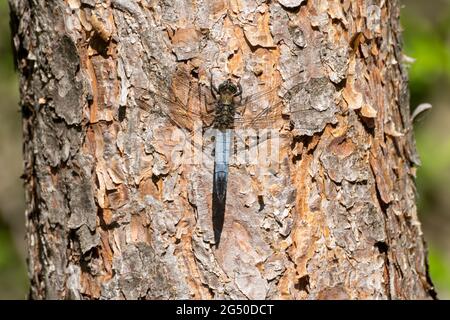 Schwarzschwanzskimmer-Libelle (Orthetrum cancellatum) auf einer Kiefer, Großbritannien, im Juni oder Sommer Stockfoto