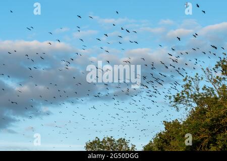 Herde von Saatkrähen, die an einem Sommerabend in Hampshire, England, Großbritannien, um ihren ersten Platz in Bäumen fliegen Stockfoto