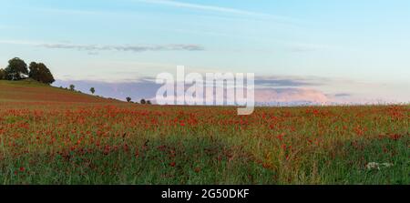 Rotes Mohn-Feld an einem Sommerabend in der Nähe von Stockbridge in der Landschaft von Hampshire, England, Großbritannien Stockfoto