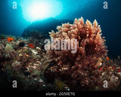 Invasive Rotalgen (Asparagopsis sp.), die Gesteine am Meeresboden bedecken. Stockfoto