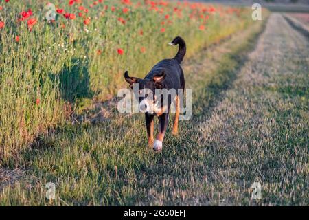 Hund auf einem Spaziergang - appenzeller sennenhund Stockfoto