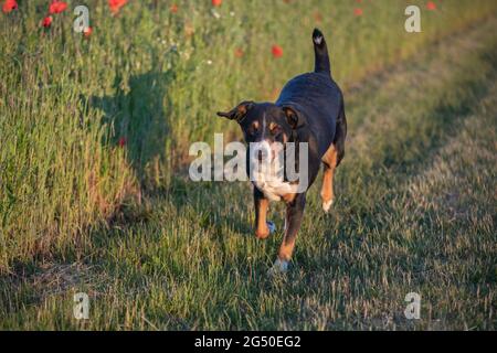 Hund auf einem Spaziergang - appenzeller sennenhund Stockfoto