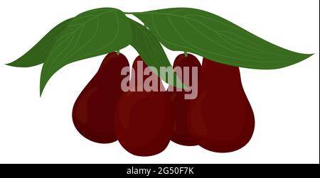 Rote Dogwood-Beeren mit isolierten Blättern auf weißem Hintergrund. Cartoon-Vektorgrafik. Stock Vektor