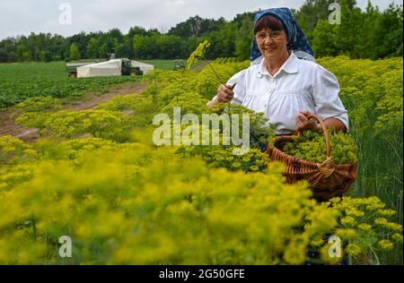 24. Juni 2021, Brandenburg, Steinreich: Gisela Christl (Spreewald Christl) steht in sorbisch-wendischer Arbeitskleidung am Rande einer Pressekonferenz zum Start der Spreewald-Gurkenernte zwischen blühenden Dillpflanzen der Frehn-Gurkenfarm. Der Spreewaldverein e.V. und die Gemüseanbau- und Verarbeitungsbetriebe gaben heute den Startschuss für die Gurkenernte. In diesem Jahr verzögerte sich der Beginn der Ernte um gut zwei Wochen, ähnlich wie im Vorjahr. Dies war auf sehr kalte Temperaturen im April und Mai zurückzuführen. Insgesamt werden die Gurken vom Spreewald angebaut Stockfoto