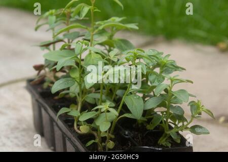 Antirrhinum stopfen Pflanzen in Kunststoffpflanzenzellen. Stockfoto