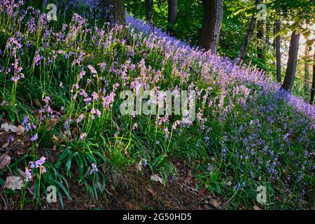 Bluebells on Ragleth Hill, Church Stretton, Shropshire Stockfoto