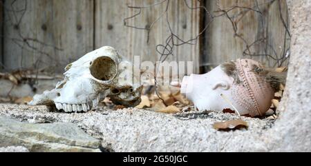 Schafskull und Puppenkopf ohne Gesicht. Fensterbank der verlassenen Stadt in Spanien. Stockfoto