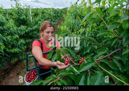 Aseleben, Deutschland. Juni 2021. Erntehelferin Gabriela pflückt in einer Plantage am Obsthof am Süßen See Süsskirschen. Süßkirschen reifen auf 318 Hektar im Anbaugebiet des Landesverbands Sächsisches Obst e.V. in Sachsen und Sachsen-Anhalt. Für dieses Jahr prognostizierten die Obstbauern des Vereins eine Ernte von rund 1900 Tonnen und bleiben mit ihren Erwartungen unterdurchschnittlich. Quelle: Hendrik Schmidt/dpa-Zentralbild/dpa/Alamy Live News Stockfoto