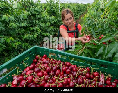 Aseleben, Deutschland. Juni 2021. Erntehelferin Gabriela pflückt in einer Plantage am Obsthof am Süßen See Süsskirschen. Süßkirschen reifen auf 318 Hektar im Anbaugebiet des Landesverbands Sächsisches Obst e.V. in Sachsen und Sachsen-Anhalt. Für dieses Jahr prognostizierten die Obstbauern des Vereins eine Ernte von rund 1900 Tonnen und bleiben mit ihren Erwartungen unterdurchschnittlich. Quelle: Hendrik Schmidt/dpa-Zentralbild/dpa/Alamy Live News Stockfoto