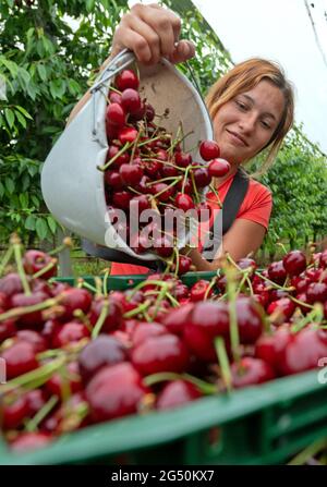 Aseleben, Deutschland. Juni 2021. Erntehelferin Gabriela leert in einer Plantage am Obsthof am Süßen See einen Eimer mit Süßkirschen. Süßkirschen reifen auf 318 Hektar im Anbaugebiet des Landesverbands Sächsisches Obst e.V. in Sachsen und Sachsen-Anhalt. Für dieses Jahr prognostiziert der Verband eine Ernte von rund 1900 Tonnen, und ihre Erwartungen bleiben unterdurchschnittlich. Quelle: Hendrik Schmidt/dpa-Zentralbild/dpa/Alamy Live News Stockfoto