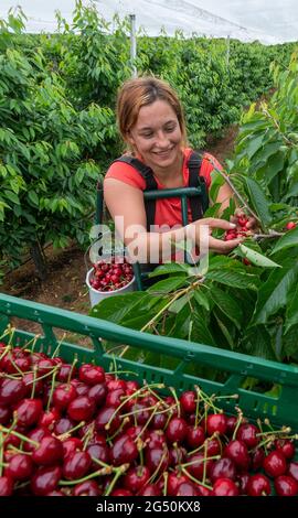 Aseleben, Deutschland. Juni 2021. Erntehelferin Gabriela pflückt in einer Plantage am Obsthof am Süßen See Süsskirschen. Süßkirschen reifen auf 318 Hektar im Anbaugebiet des Landesverbands Sächsisches Obst e.V. in Sachsen und Sachsen-Anhalt. Für dieses Jahr prognostizierten die Obstbauern des Vereins eine Ernte von rund 1900 Tonnen und bleiben mit ihren Erwartungen unterdurchschnittlich. Quelle: Hendrik Schmidt/dpa-Zentralbild/dpa/Alamy Live News Stockfoto