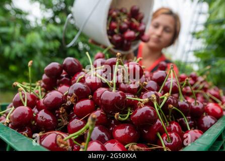 Aseleben, Deutschland. Juni 2021. Erntehelferin Gabriela leert in einer Plantage am Obsthof am Süßen See einen Eimer mit Süßkirschen. Süßkirschen reifen auf 318 Hektar im Anbaugebiet des Landesverbands Sächsisches Obst e.V. in Sachsen und Sachsen-Anhalt. Für dieses Jahr prognostiziert der Verband eine Ernte von rund 1900 Tonnen, und ihre Erwartungen bleiben unterdurchschnittlich. Quelle: Hendrik Schmidt/dpa-Zentralbild/dpa/Alamy Live News Stockfoto