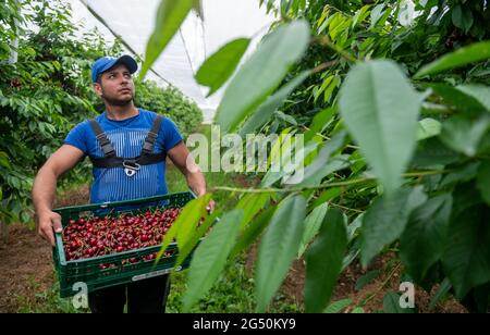 Aseleben, Deutschland. Juni 2021. Ein Erntemaschinen trägt in einer Plantage am Obsthof am Süßen See eine Treppe mit Süßkirschen. Süßkirschen reifen auf 318 Hektar im Anbaugebiet des Landesverbands Sächsisches Obst e.V. in Sachsen und Sachsen-Anhalt. Für dieses Jahr prognostizierten die Obstbauern des Vereins eine Ernte von rund 1900 Tonnen und bleiben mit ihren Erwartungen unterdurchschnittlich. Quelle: Hendrik Schmidt/dpa-Zentralbild/dpa/Alamy Live News Stockfoto