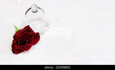 Ein leeres glockenförmiges Glas mit aufgeschlossenem Deckel, mit einer einzelnen roten Rose neben dem Glas. Stockfoto