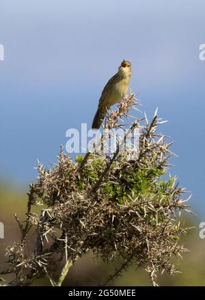 Grasschreckenwaldsänger, Locustella naevia, Barching in Heide, Pembrokeshire, Wales Großbritannien Stockfoto