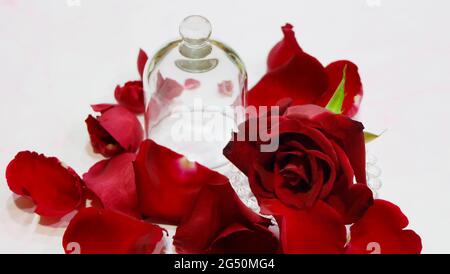 Ein leeres glockenförmiges Glas mit aufgeschlossenem Deckel, mit einer einzelnen roten Rose und vielen Blütenblättern, die sich ausbreiten. Stockfoto