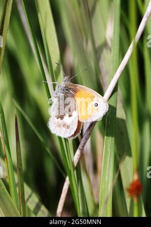 Britische Schmetterlinge; der Meadow Brown-Schmetterling, Maniola jurtina auf Gras, Wales, Großbritannien Stockfoto