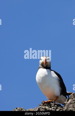 Puffin Skomer; Fratercula Arctica, auf einem Felsen vor blauem Himmel mit Kopierraum, Skomer Island Pembrokeshire Wales Großbritannien Stockfoto