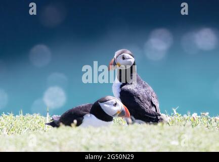 Ein Paar Papageitaucher, Fratercula arctica, ein bodenlebender Vogel, Skomer Island, Pembrokeshire Wales Großbritannien Stockfoto