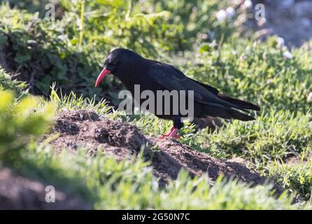 Red Billed Chough, Pyrrhocorax pyrrhocorax, Seitenansicht eines Erwachsenen, gesehen auf Skomer Island, Pembrokeshire Wales Großbritannien Stockfoto