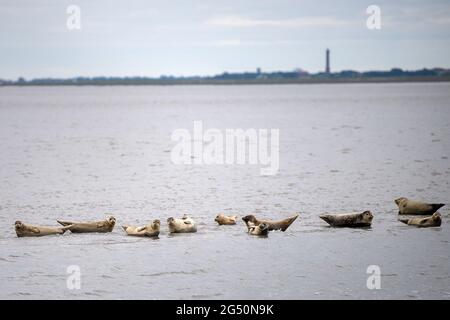 Baltrum, Deutschland. Juni 2021. Robben liegen auf einer Sandbank vor Baltrum. Quelle: Sina Schuldt/dpa/Alamy Live News Stockfoto