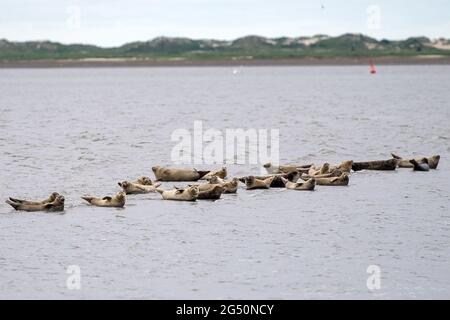 Baltrum, Deutschland. Juni 2021. Robben liegen auf einer Sandbank vor Baltrum. Quelle: Sina Schuldt/dpa/Alamy Live News Stockfoto