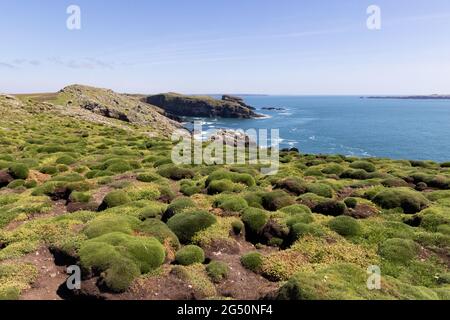 Skomer Island, Pembrokeshire Wales Großbritannien - im Sommer ein Blick auf die Landschaft auf der ganzen Insel. Stockfoto