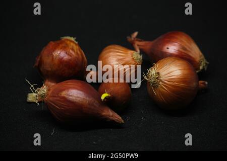 Einige bangladeschische Zwiebeln wurden im Hintergrund gehalten Stockfoto