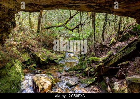 Steinhöhlen-Innenraum mit kleinem Fluss, umgeben von tropischer Vegetation des brasilianischen Regenwaldes Stockfoto