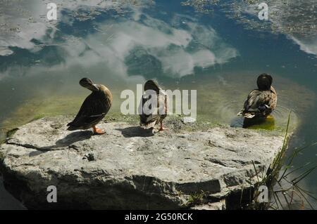 Drei Enten stehen auf Felsen mit Spiegelung des Himmels und Wolken im Teich Stockfoto