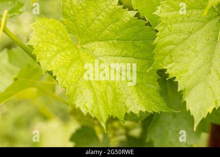 Großes grünes Weinblatt mit kleinen Wassertröpfchen nach Regen Stockfoto