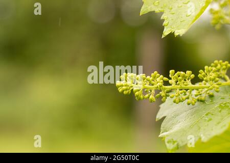 Junge, gerade blühende Trauben auf einem verschwommenen Hintergrund des Weinbergs im Regen Stockfoto