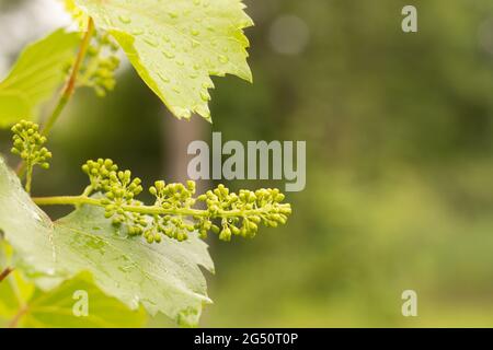 Junge reifende Trauben von Weinreben auf verschwommenem Hintergrund des Weinbergs im Regen Stockfoto