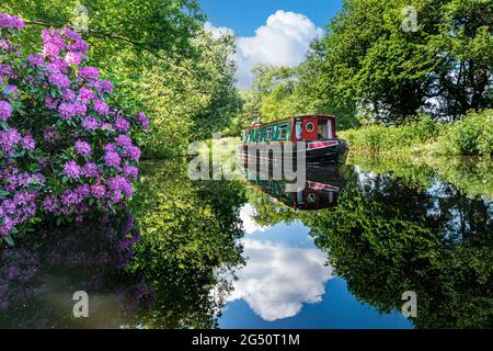 River Wey Narrowboat Barge, die flussabwärts zur Papercourt Lock navigiert, an einem sonnigen, ruhigen Frühlingstag mit farbenfrohen, wilden Rhododendren, die am Flussufer wachsen Stockfoto