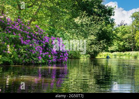 Der Fluss Wey mit Kanufahrer, der stromaufwärts von Papercourt Lock mit üppigem, wildem Rhododendron an der Grenze zum ruhigen, sonnigen Fluss Wey Navigation Surrey UK navigiert Stockfoto
