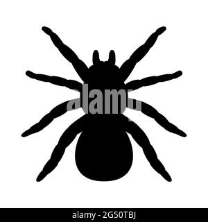 Silhouette der Tarantula-Spinne. Vektor-Illustration isoliert auf weißem Hintergrund, Logo Tarantula Spinne Silhouette, Draufsicht. Stock Vektor