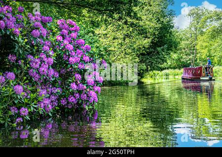 Der Fluss Wey & Schmalboot Barge, der stromaufwärts von Papercourt Lock mit wildem Rhododendron am ruhigen sonnigen Fluss Wey Navigation Surrey UK navigiert Stockfoto