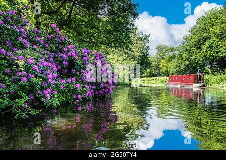 River Wey Narrowboat Barge, die stromaufwärts von der Papercourt Lock an einem sonnigen, ruhigen Frühlingstag mit farbenfrohen, wilden Rhododendren am Flussufer fahren Stockfoto