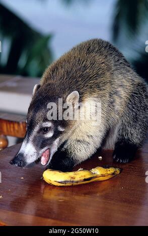 Coatimundi, Guanaja, Honduras Stockfoto