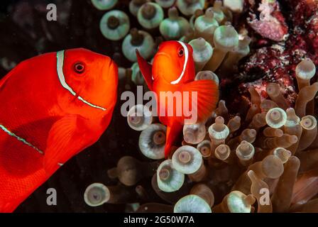 Paar Spinecheek-Anemonefische (Premnas biaculeatus) auf Blasenspitzenanemone, Salomonen Stockfoto