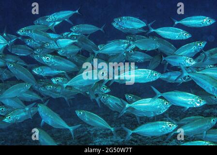 Große Schule von Herring SCAD (Alepes Various), Salomonen Stockfoto