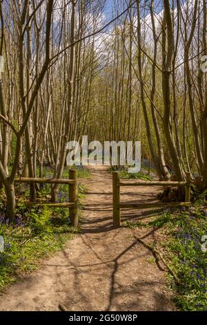 Pfad durch Bluebell-Wälder im Frühling in der Nähe von Ightham Kent Stockfoto