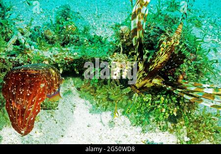 Broadclub-Tintenfisch und -Löwenfisch, Salomonen Stockfoto