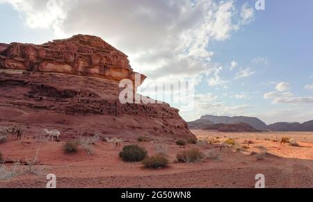 Gruppe von Kamelen grasen auf kleinen Sträuchern in orange roten Sand der Wadi Rum Wüste, hohe felsige Berge Hintergrund Stockfoto