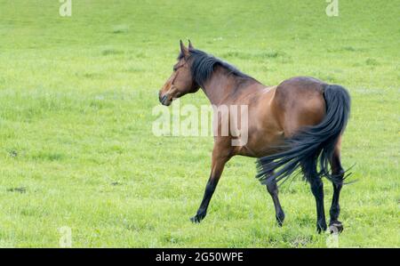 Vollblutpferd, das auf einem grünen Feld läuft. Stockfoto