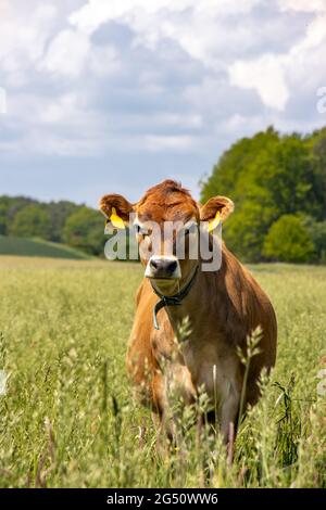 Ein junger Bulle auf grüner Wiese blickt in die Kamera. Stockfoto